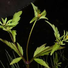 Image result for Porphyrostemma grantii