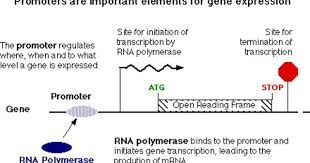 Tj In Genetics A Promoter Is A Region Of Dna That Initiates Transcription Of A Particular Gene Promoters Are L Computational Biology Biology Gene Expression