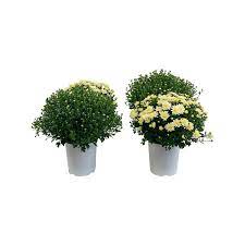 Check spelling or type a new query. Pure Beauty Farms 2 5 Qt Mum Chrysanthemum Plant White Flowers In 6 33 In Grower S Pot 4 Plants Dc1gmumwhi4 The Home Depot Chrysanthemum Plant Mums Flowers Garden Mum
