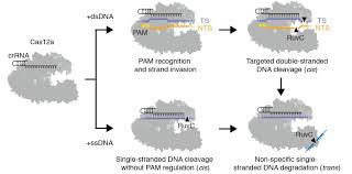 Following the crispr array are unique kpni and sali sites to linearize. Fillip Port On Twitter New From Doudna Lab Cas12a Aka Cpf1 Has Non Specific Ssdna Cleavage Activity In Trans Cleavage Requires Faithful Target Recognition Https T Co Xjur2032yu