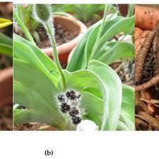 Image result for Hypoxis nyasica