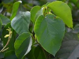 Image result for Alchornea cordifolia