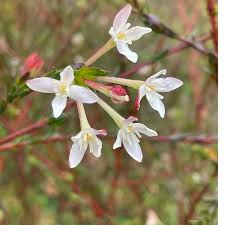 Image result for Gnidia