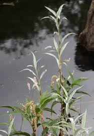 Image result for Persicaria senegalensis