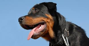 Rottweiler köpek cinsi, özellikleri, karakteri ve bakımı. Gesundheit Des Rottweilers Hunde Plus