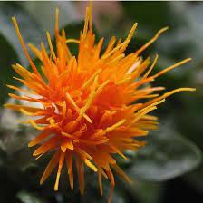 Safflower Saffron Carthamus Tinctorius Yellow Orange Flower Seeds 20 Seeds By Flowerseeds 2 99 Usd Flower Seeds Saffron Flower Orange Flowers