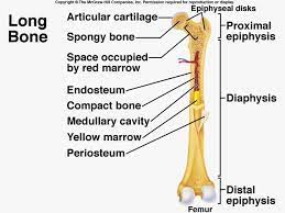 Bones are also very good at repairing themselves. 31 Label The Long Bone Labels Design Ideas 2020