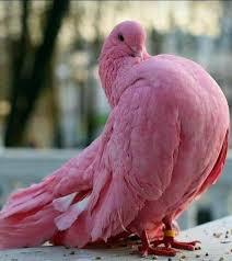 99 Mewe A Proxima Geracao De Rede Social Animals Beautiful Animals Pretty Birds