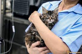 kedi kisirlastirma guncel fiyatlari 2021 miyavliyo