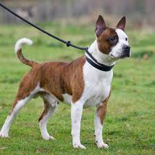 Is the staffordshire bull terrier the right dog breed for you? Staffordshire Bull Terrier Dog Breed Everything About Staffies