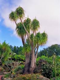 Image result for Beaucarnea recurvata