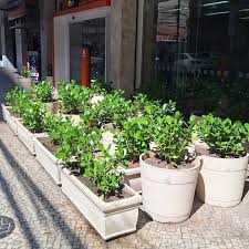 A gente ama plantas, mas imagina se toda agência bancária, comércio ou  condomínio resolvesse colocar esta quantidade de vasos nas calçadas? Vc é a  favor ou contra? 📍Rua da Passagem #viverbotafogo #botafogorj