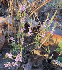 Image result for Rungia