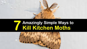 Well, there are several ways they can enter. 7 Amazingly Simple Ways To Kill Kitchen Moths