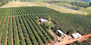Multiple job vacancies, hiring and recruitment in dubai uae, walk in interview job openings. Fruit Picking Jobs Australia