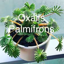 Oxilis Palmifrons Indoor Kaktus Pflanzen Fur Zu Hause Blattpflanzen