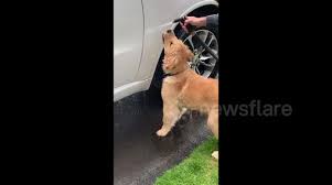 Maybe you would like to learn more about one of these? Newsflare Dog Biting Water From Hose