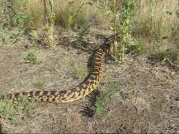 A few of our beautiful albino sonoran gopher snakes! Arizona Wildlife Gopher Snake Youtube