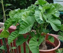 Image result for Ipomoea albivenia