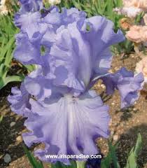 TbBubblingOver < TbAthruE < Iris Wiki