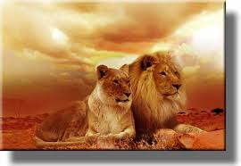 Love trying to capture the likeness of the animal and nothing is better than the majestic look of the lion and lioness. African Lion And Lioness Picture On Stretched Canvas Wall Art Decor Framed Ready To Hang Amazon In Home Kitchen