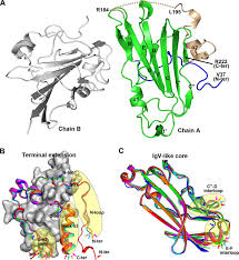 You get the herpes simplex 1 virus by coming into contact with another person who has the virus. Crystal Structure Of Herpes Simplex Virus 2 Gd Bound To Nectin 1 Reveals A Conserved Mode Of Receptor Recognition Journal Of Virology