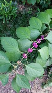 Image result for Cantinoa americana