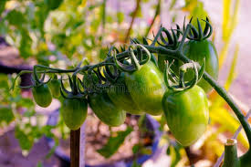 Image result for Solanum aculeatissimum