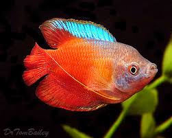 Premium Male Young Dwarf Gourami In 2020 Aquarium Fish Tropical Fish Fresh Water Fish Tank