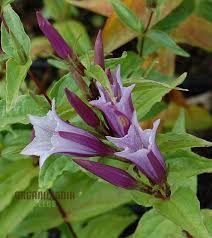 Image result for Gentiana asclepiadea alba