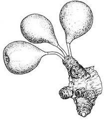 Image result for Monanthotaxis poggei