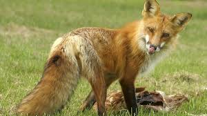 Rabid fox found in southern Delaware - WHYY