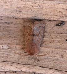 Image result for Cyperus trigonellus