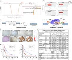 We did not find results for: Splicing Modulation As Novel Therapeutic Strategy Against Diffuse Malignant Peritoneal Mesothelioma Ebiomedicine