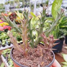 Image result for Orbea caudata