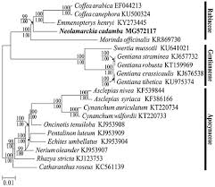 Image result for Oncinotis tenuiloba