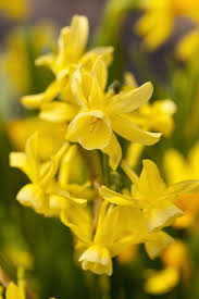 Narcissus Hawera Triandrus Daffodil Bulbs Bulb Flowers Daffodil Bulbs Daffodils