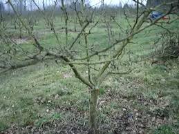 Tree pruning and training for fruit trees. Fruitwise Guide To Pruning Apple Trees Part 1 Youtube