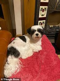 Shih tzu's sweet face and gentle, loving disposition has made him, not only a favorite pampered pet but a helpful therapy dog. Woman Turns Super Sleuth On Facebook And Tracks Down Real Owners Of Stolen Shih Tzu Daily Mail Online