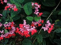 Image result for Clerodendrum splendens