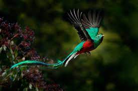 Gambar burung cantik di dunia gambar burung wallpaper. Top 16 Burung Paling Cantik Di Dunia Gambar Nama Keterangan