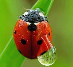 Ask in the forums yourself. How Do You Say Ladybug In Spanish Bilingual Dictionary 4069