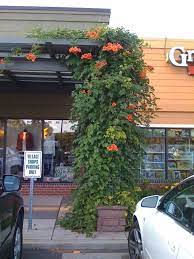 Trumpet Vine Filling In Pergola Pergola Trumpet Vine Backyard Pergola