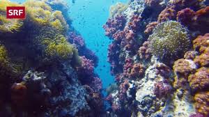 Alarm am great barrier reef: Great Barrier Reef Mit Designer Korallen Gegen Das Riff Sterben Kultur Srf