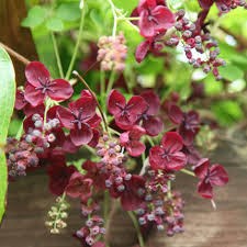 30 products page 1 of 2. Buy Chocolate Vine Akebia Quinata 24 99 Delivery By Crocus