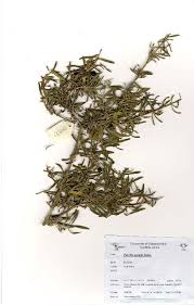 Image result for Pavetta gerstneri