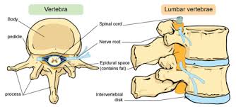 The vertebrae, sacrum, and coccyx of the spine—as well as the sphenoid, ethmoid, and zygomatic bones of the skull—are all irregular bones. Vertebrate Structure And Function Advanced Read Biology Ck 12 Foundation