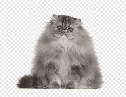 In general, tortoiseshell cats are thought to be very opinionated creatures, and somewhat aloof, going about their lives as if they were above everything. Persian Cat Siamese Cat Himalayan Cat Kitten Tortoiseshell Cat Kitten Blue Mammal Png Pngegg