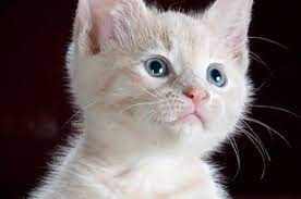 Kucing peliharaan nabi diberi nama mueeza. Kisah Muezza Kucing Kesayangan Nabi Dan Keistimewaannya Dalam Islam Dream Co Id