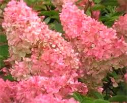 Image result for hydrangea paniculata vanille fraise